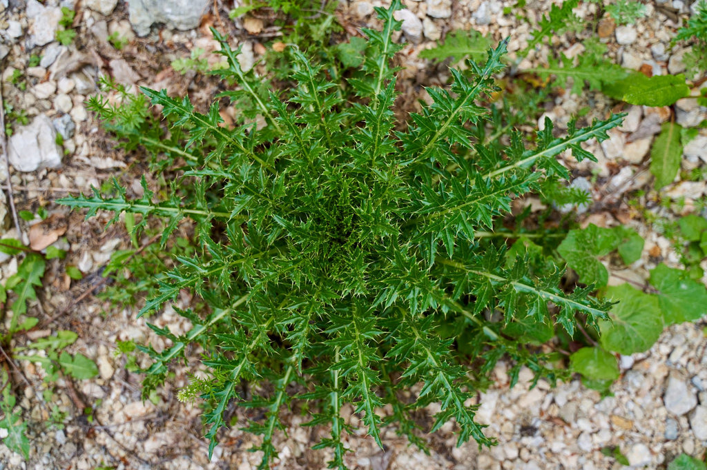 Weed in garden. How to control your weeds in NZ winter with Solo NZ