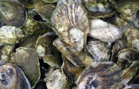 atlantic oysters