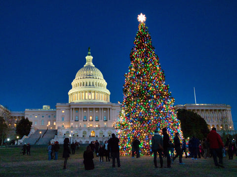 Christmas Tree in DC