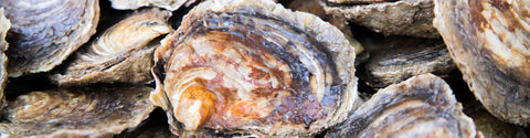european flats oysters