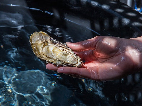 pacific oysters