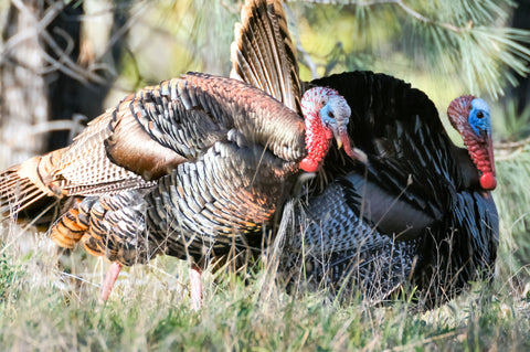 Turkey Couple