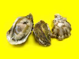 kumamoto oyster