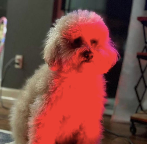 poodle in front of infrared lamp