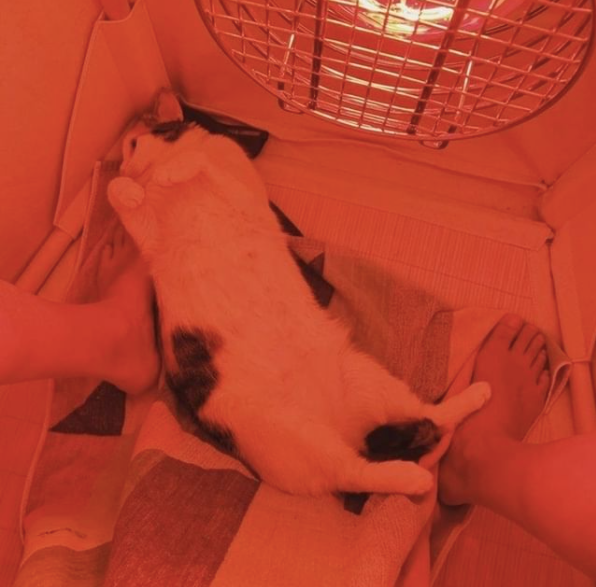 cat in infrared sauna