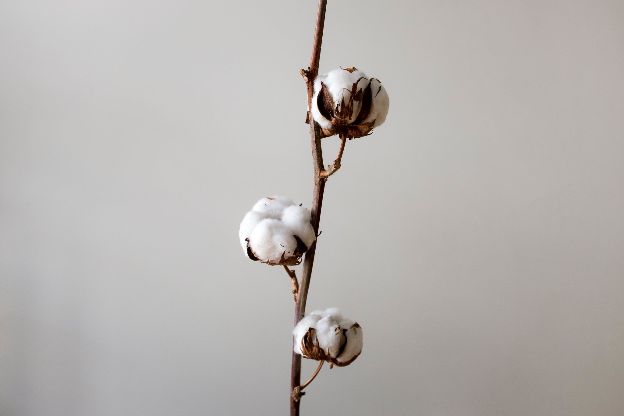 cotton plant