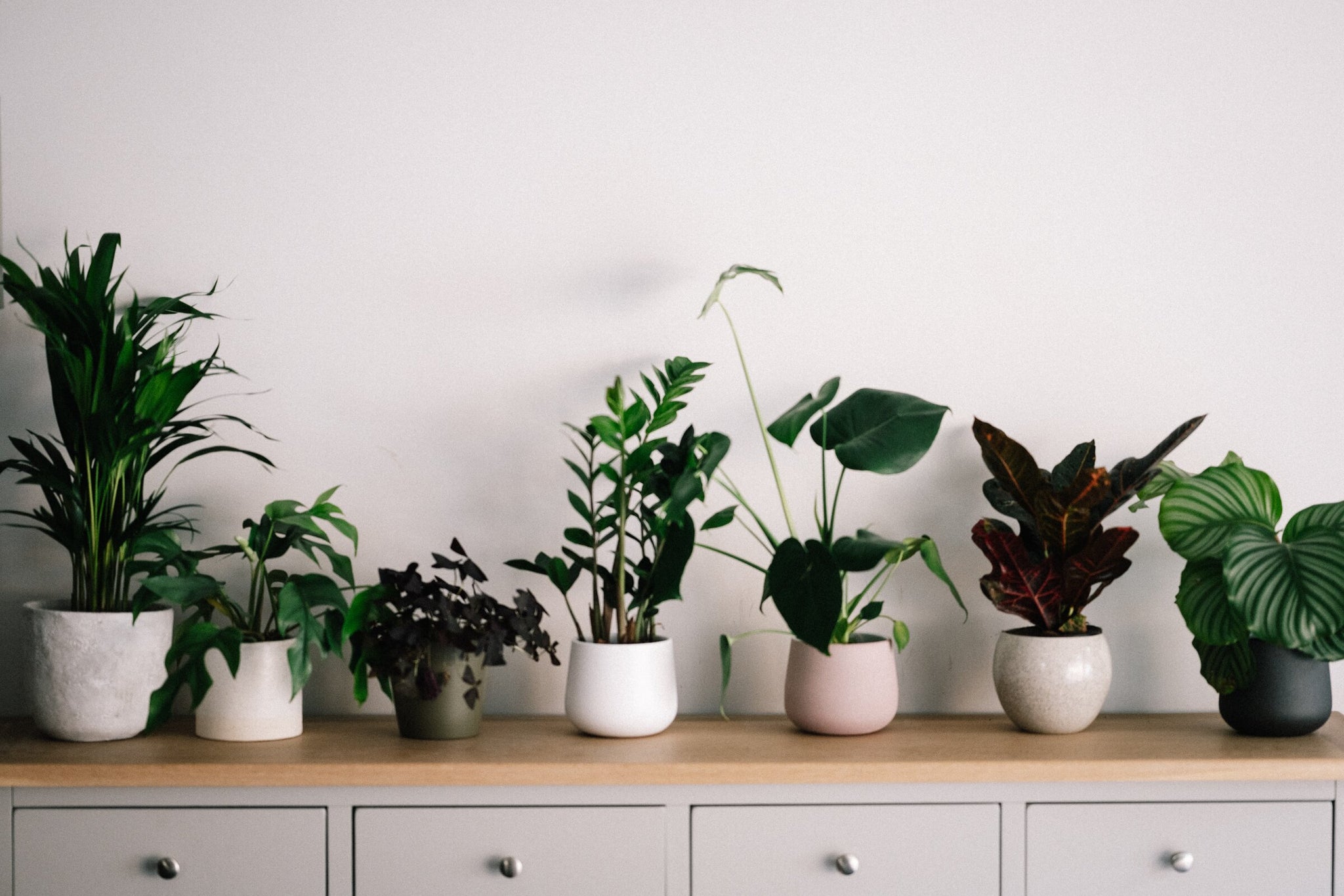 filter your air with house plants