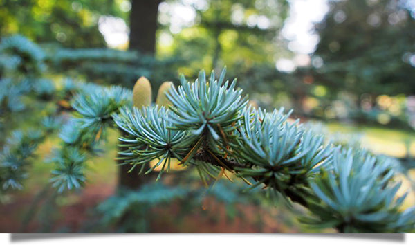 The exquisite green beauty of pine boughs!