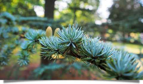 The exquisite green beauty of pine boughs.