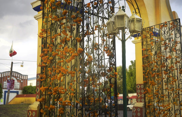 Marigolds line the paths of Mexico City Dia de los muertos