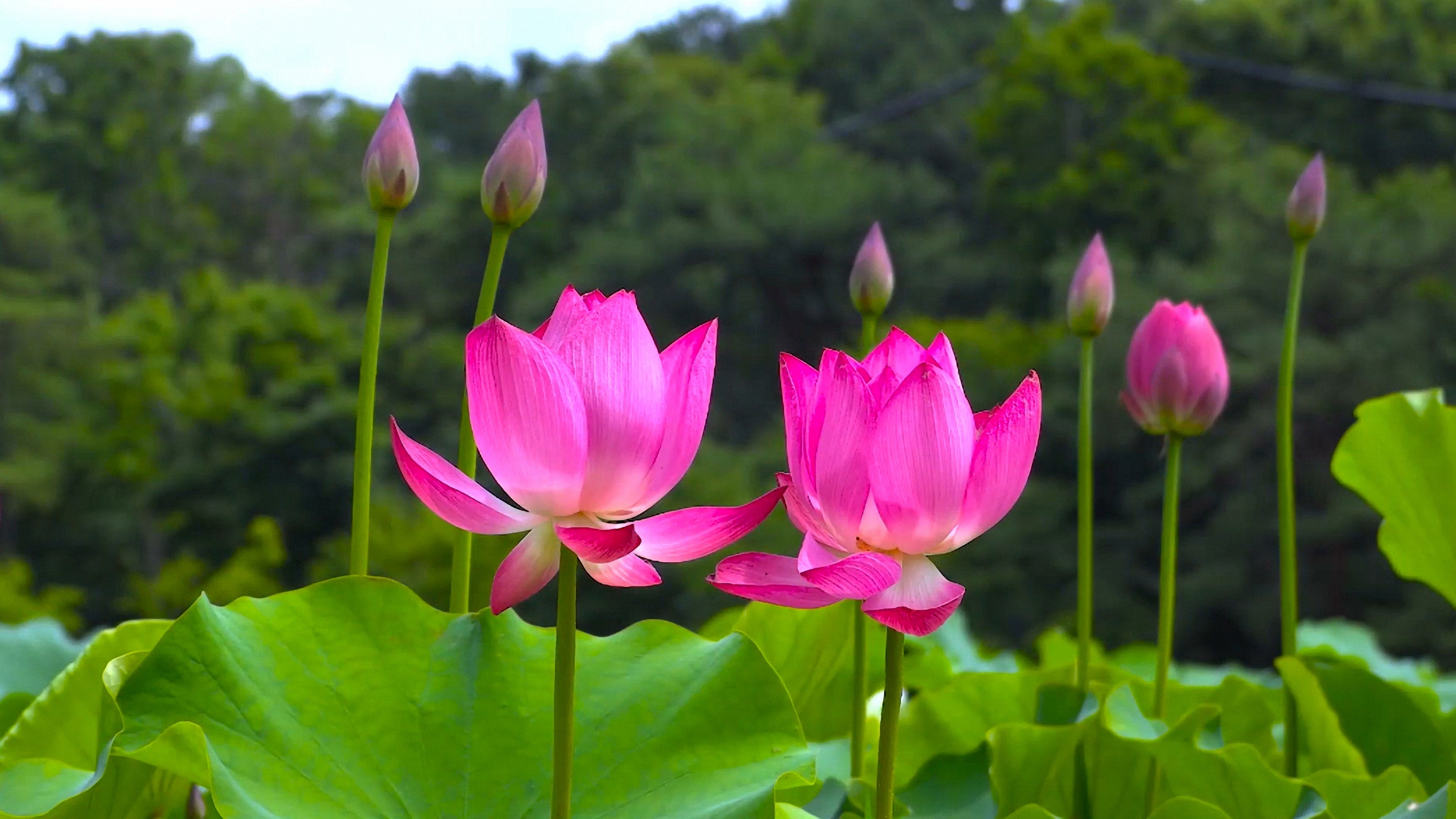 Pink Lotus Flower 