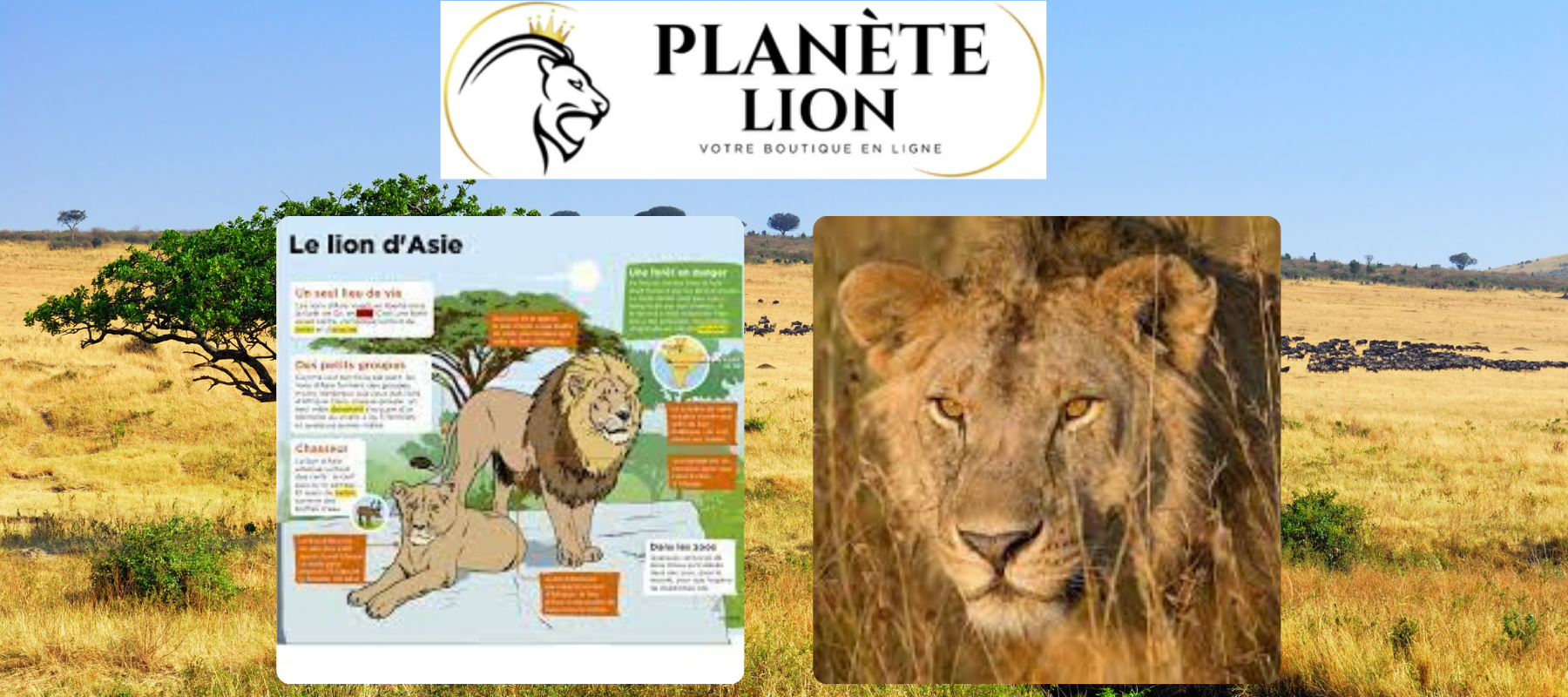 tableau comparatif lion d'afrique et lion d'asie