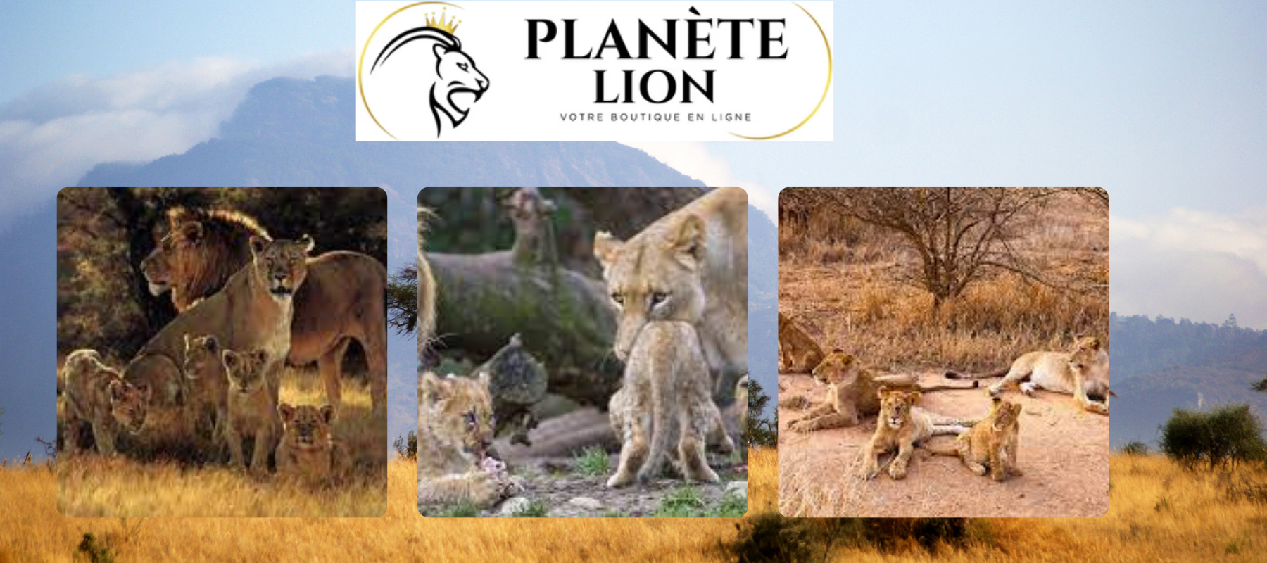 3 meutes de lions dans la savane