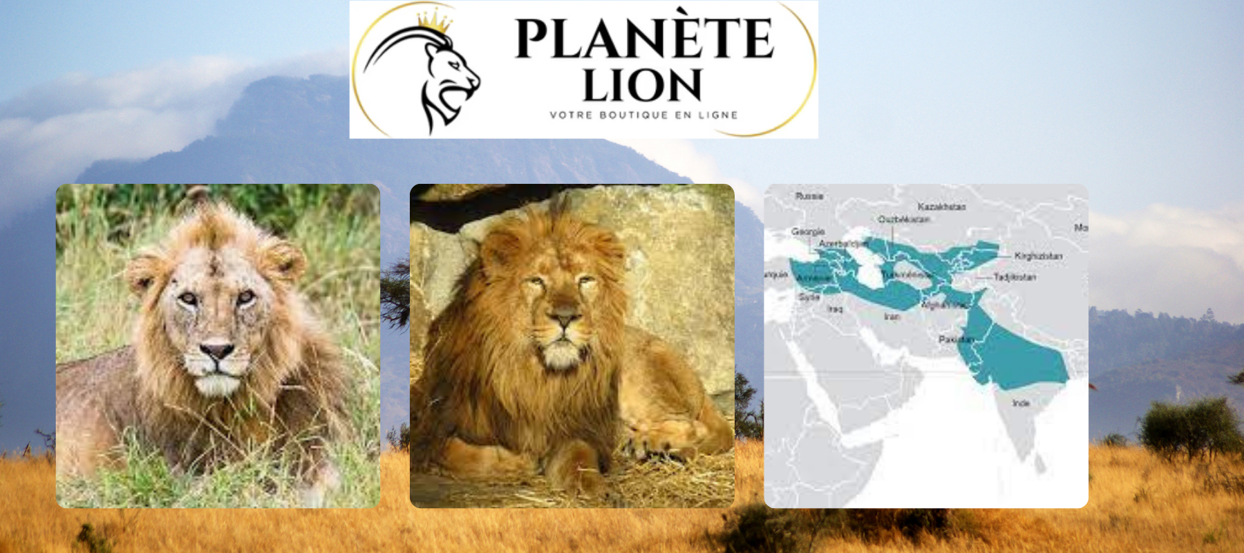 lions d'asie et d'afrique cote à cote face à une carte de répartition géographique