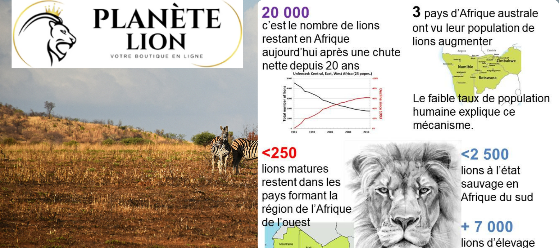 informations et chiffres clés concernant le lion aujourd'hui