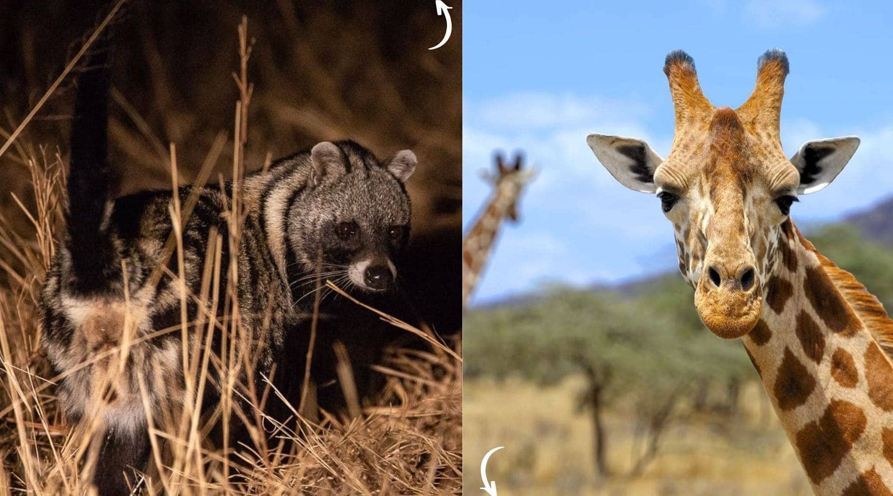 Quels animaux vivent dans la savane et les prairies ?