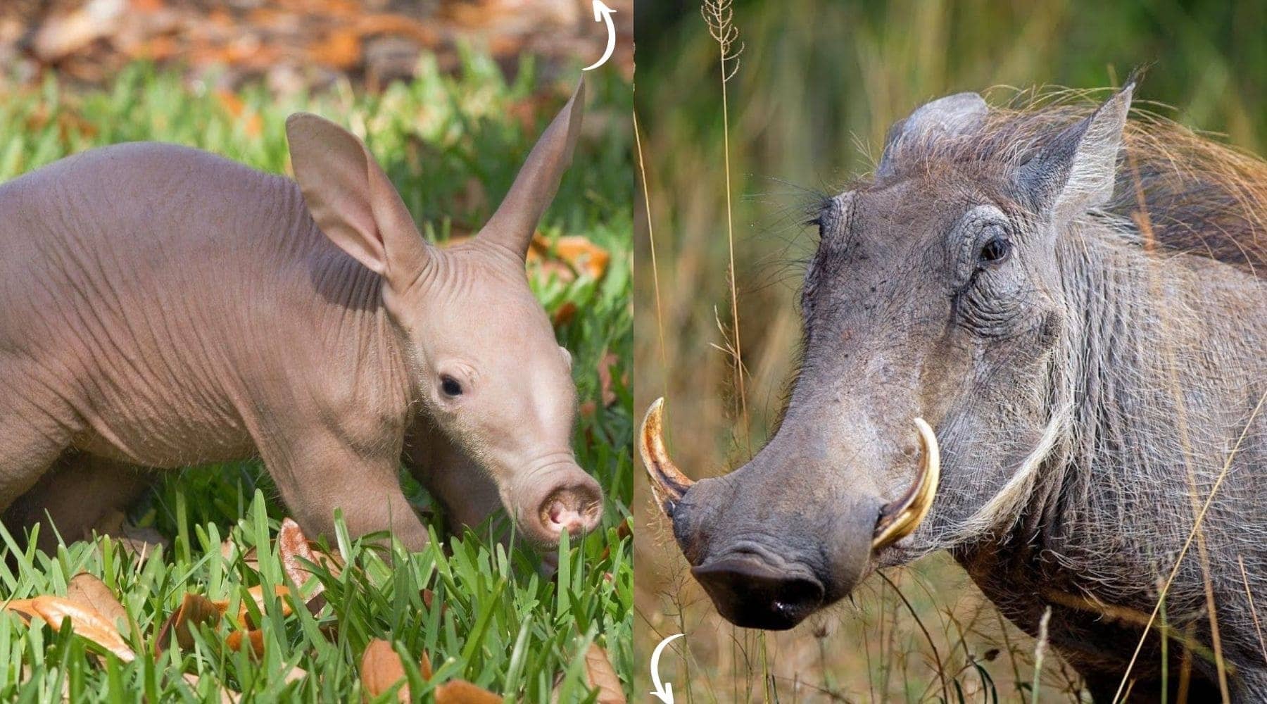 Quels animaux vivent dans la savane et les prairies ?