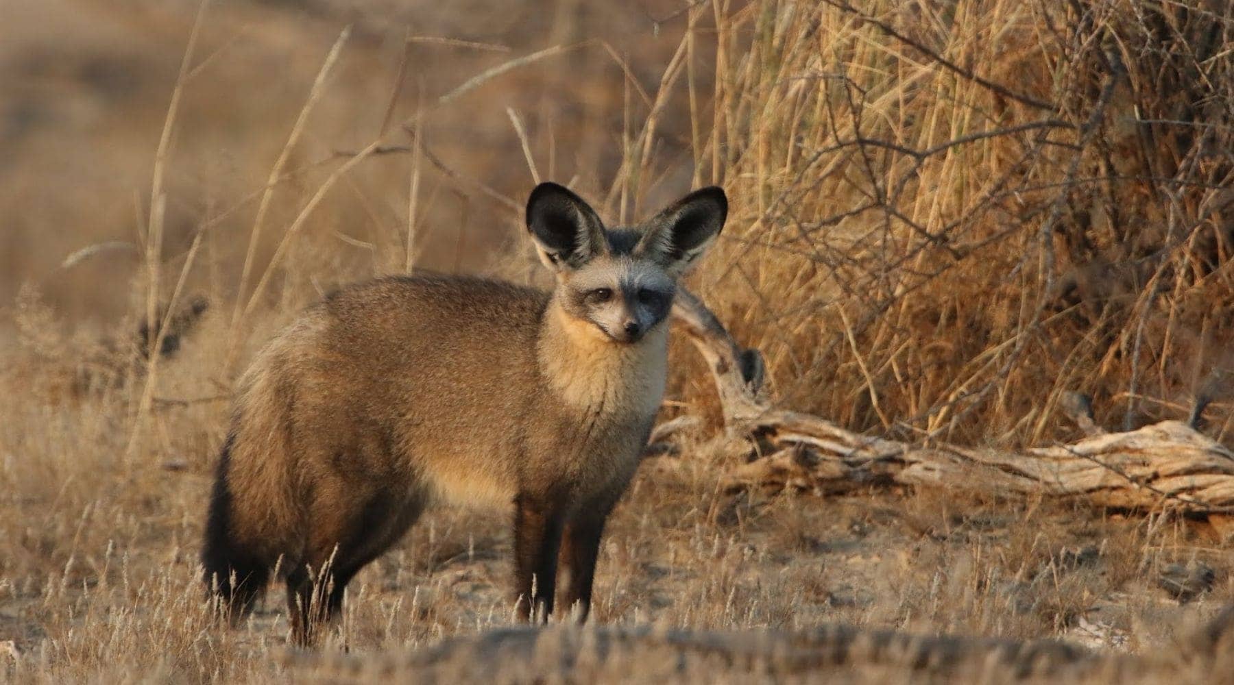 Animal de la savane 30 cm