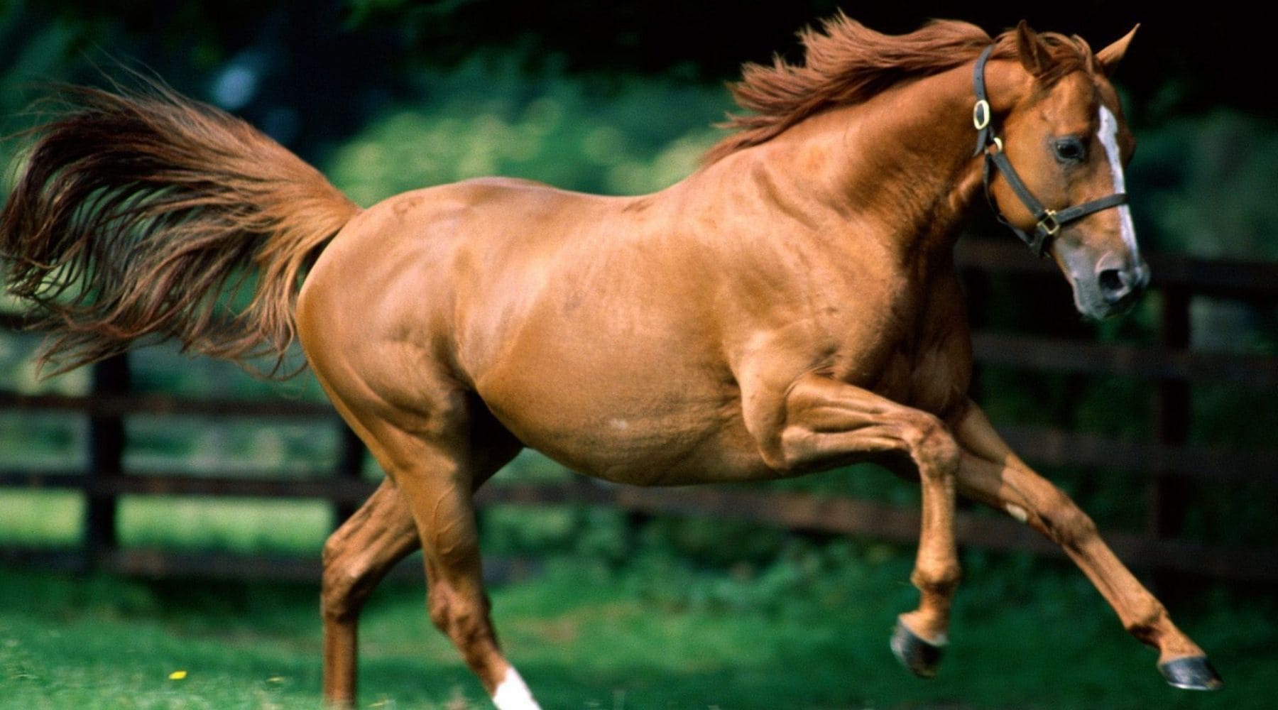 Quarter Horse