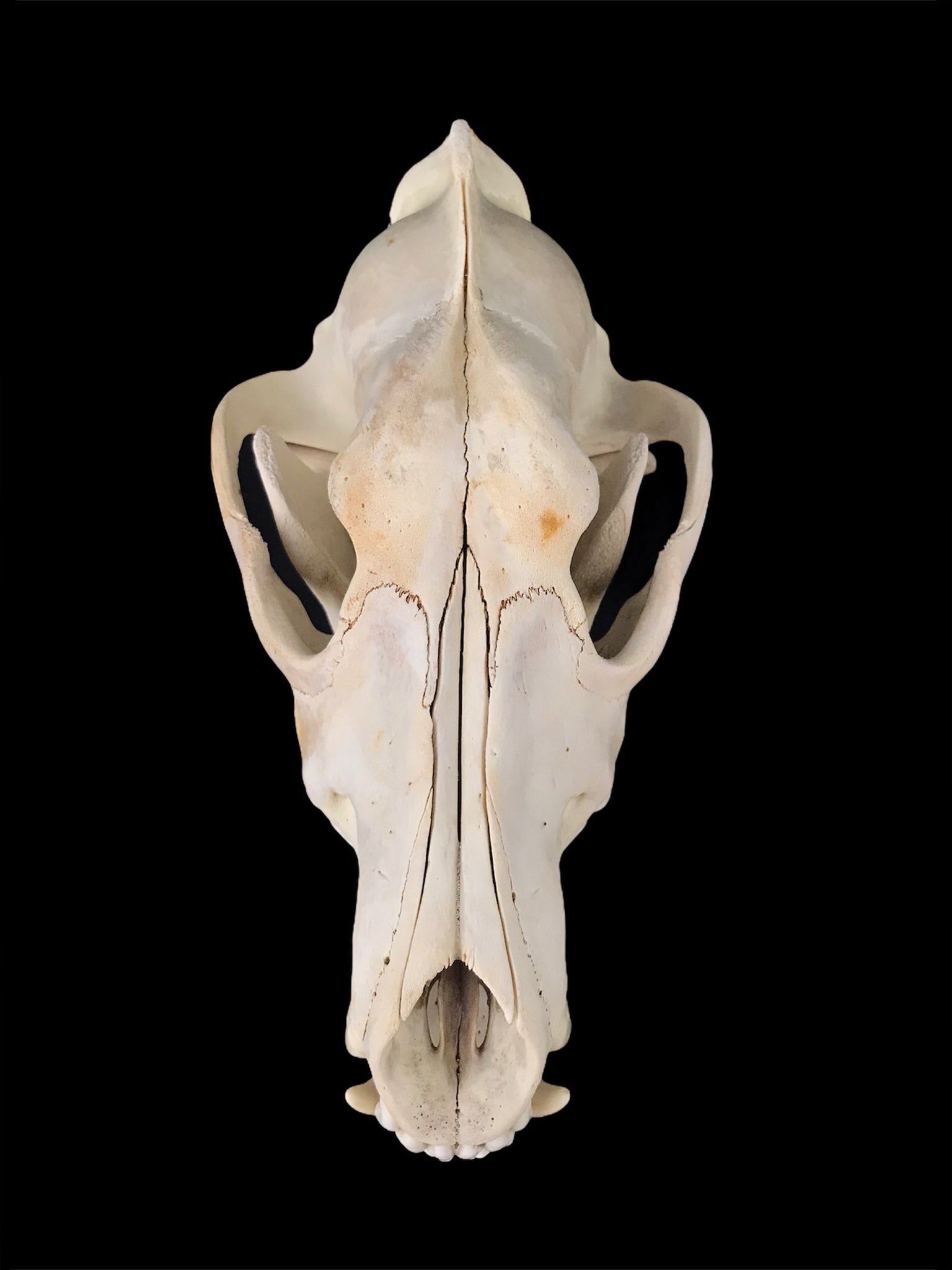 wolf skull measurements