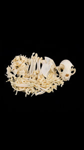 Domestic Cat Skeleton Disarticulated