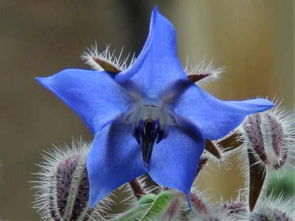 Borage flower blue