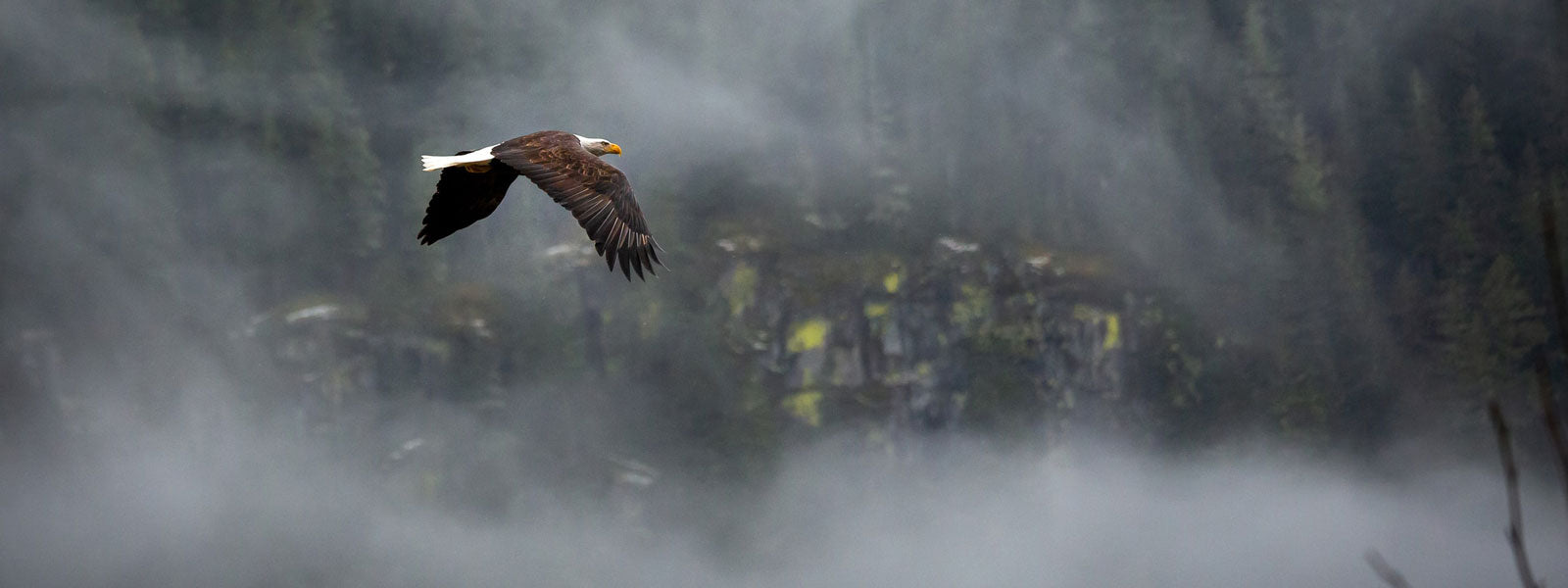 Mora bushcraft survival knife, bald eagle flying in the mist