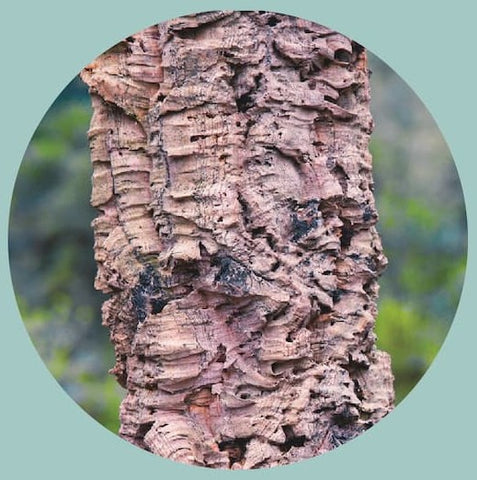 Image of the bark of a Cork Oak Tree - Manduka | Eco Yoga Store