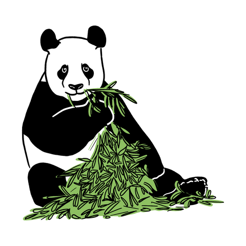 Illustration of a panda eating bamboo