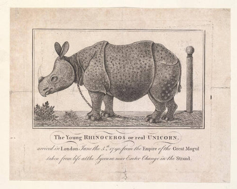 unicorn rhinoceros