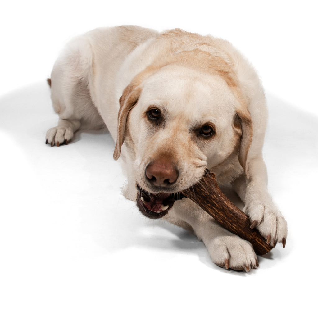 can dogs chew on deer bones