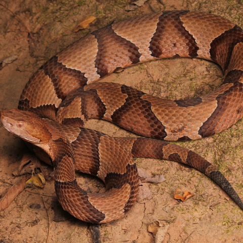 Copperhead Snake Texas