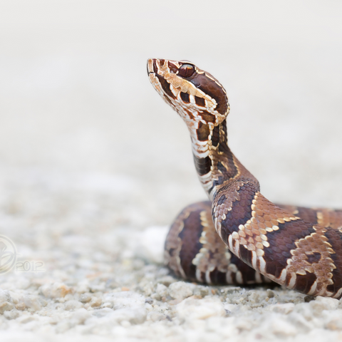 Cottonmouth for Dogs in Texas