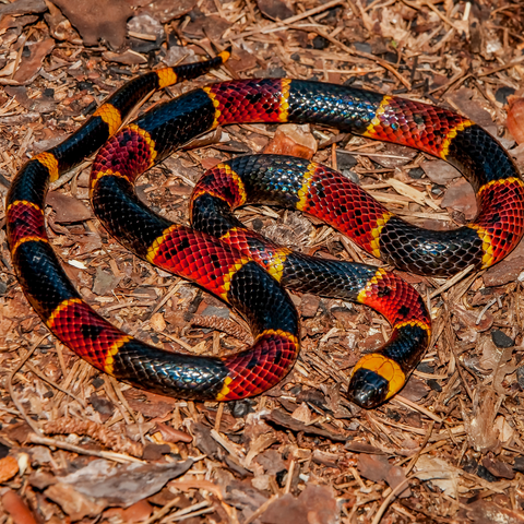 Coral Snakes for Dogs