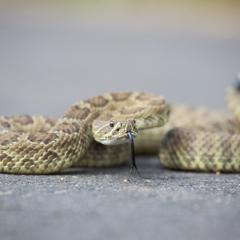 Rattlesnakes for dogs in texas