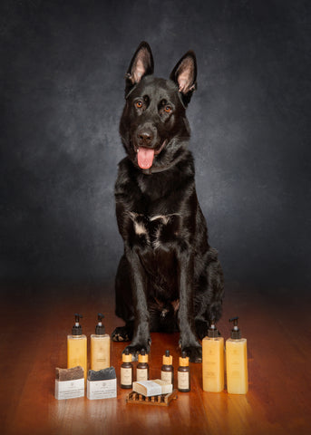 Nero is LycanCo's very good boi mascot. A handsome black German Shepard pictured with a range of his favorite LycanCo products.