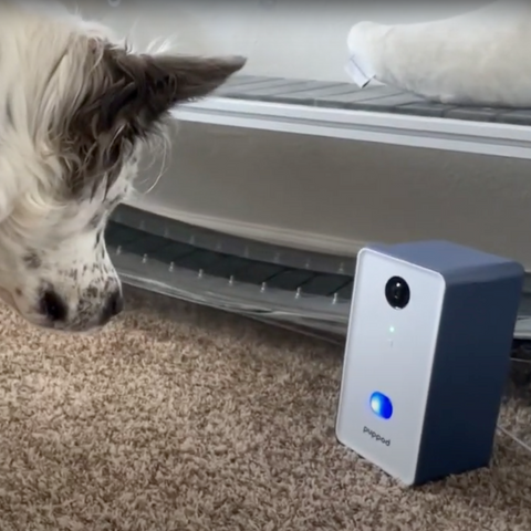 Cattle dog looking at PupPod feeder with blue light to show reward marker