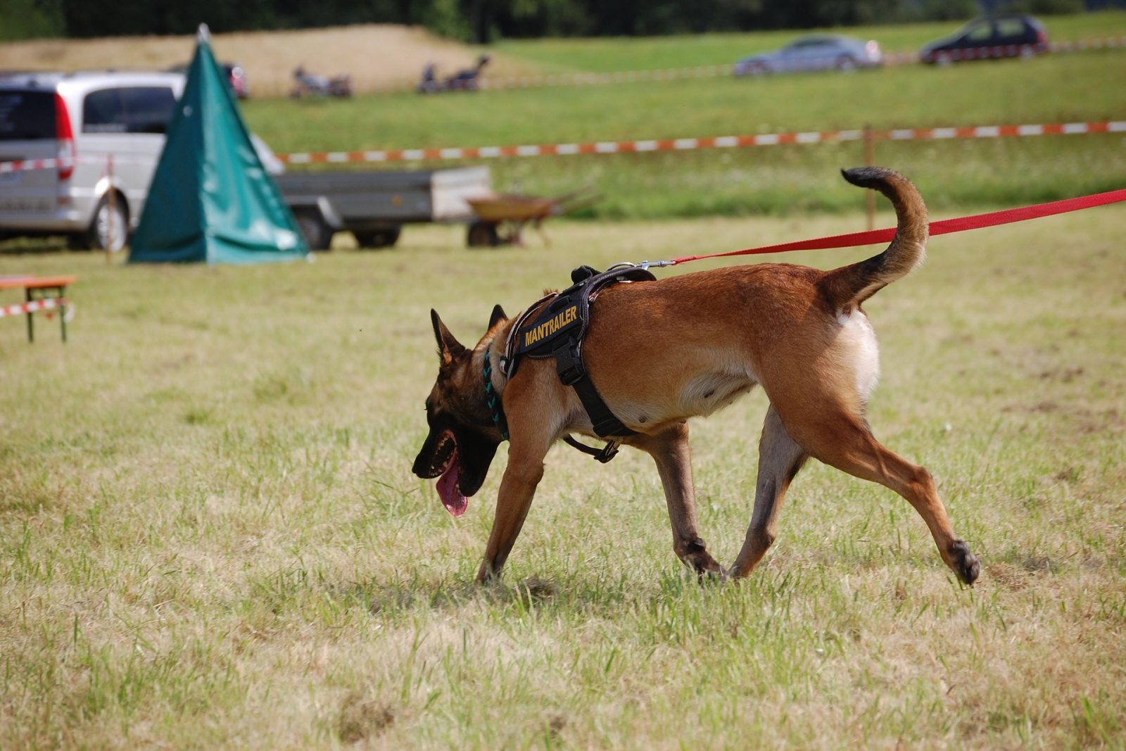search dog training