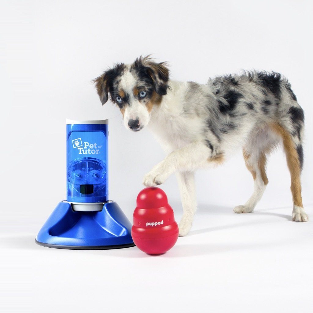 smart pet toys