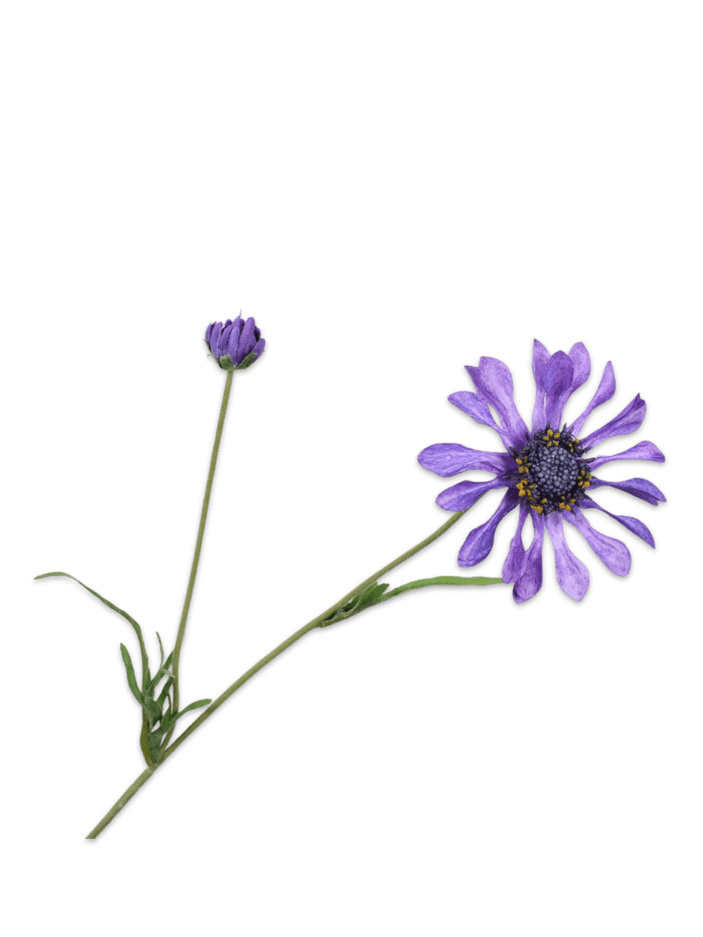  TilbehørSilk-ka Daisy Stem 55cm Decor - Purple