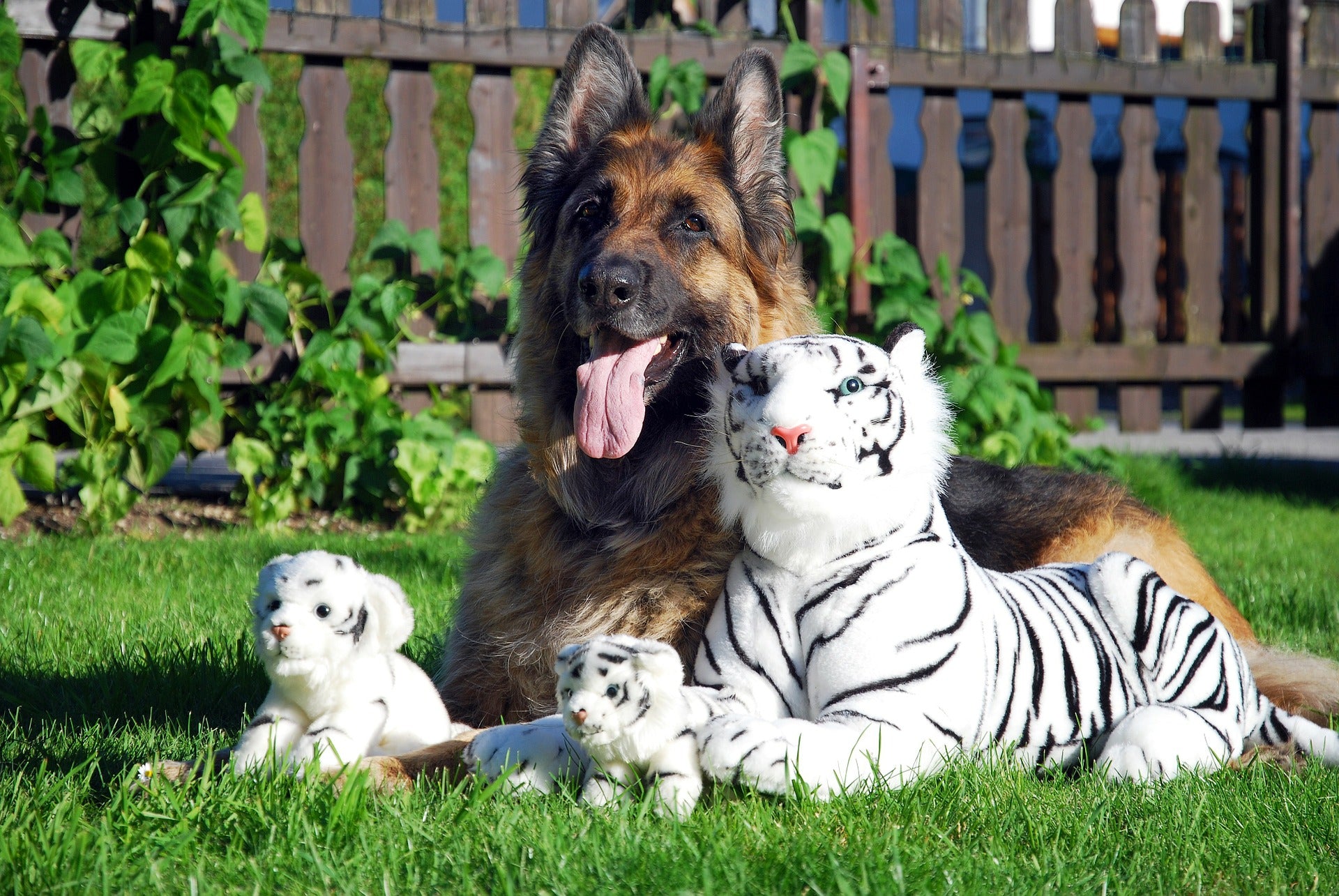 Peluche Chien Berger Allemand avec Laisse en livraison gratuite