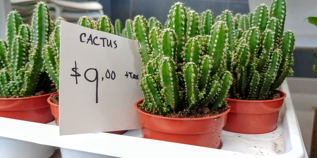 Button to buy product fairy castle cactus