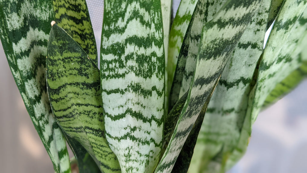 photo os snake plant