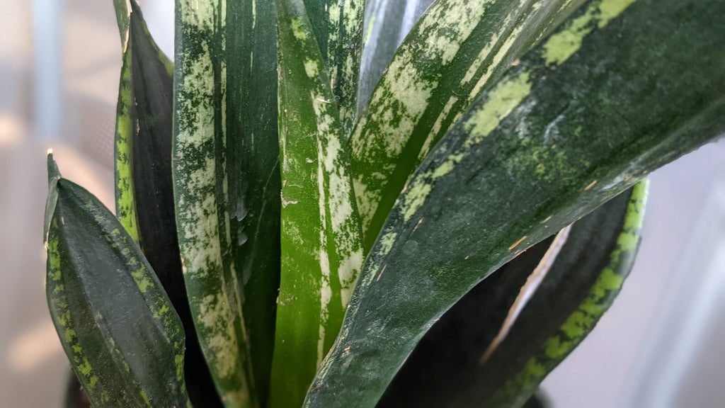 photo of whiteny snake plant