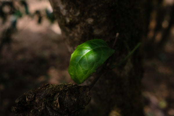 tea leaf on  a tea trees, ancient tree, gush, in Yunnan, China