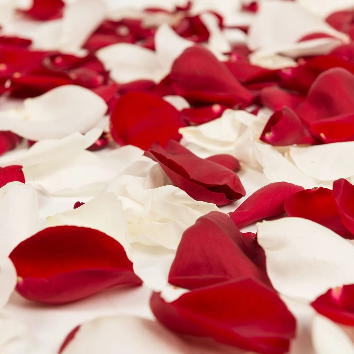 Rose petals