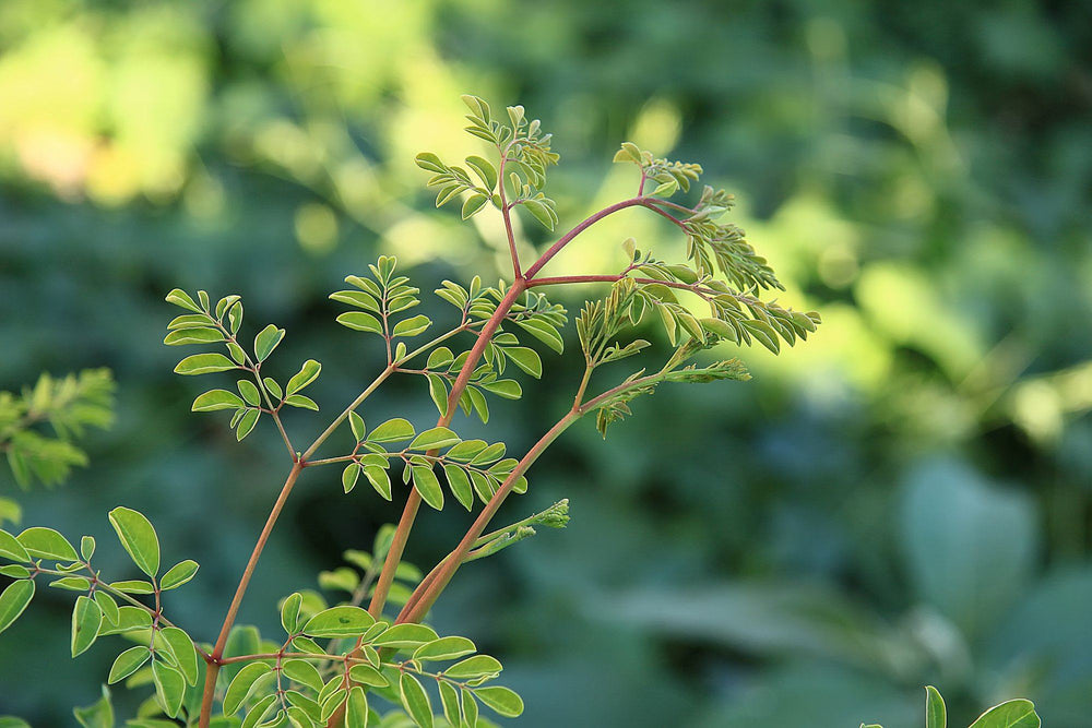 The Potential Side Effects of Taking Moringa by Zen Principle