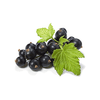 blackcurrant