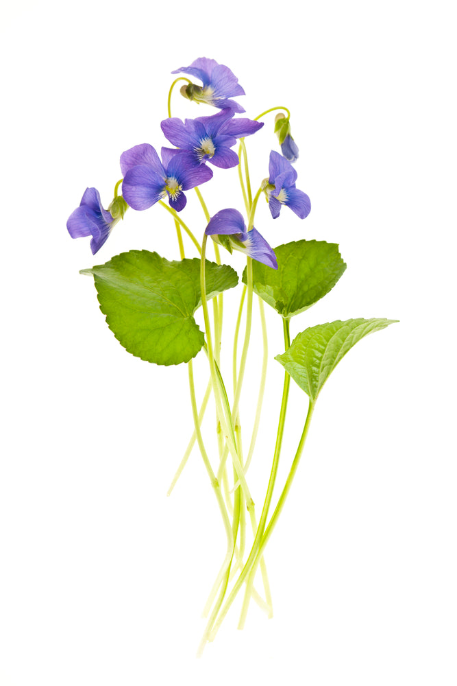 Blue Violets