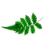 fern